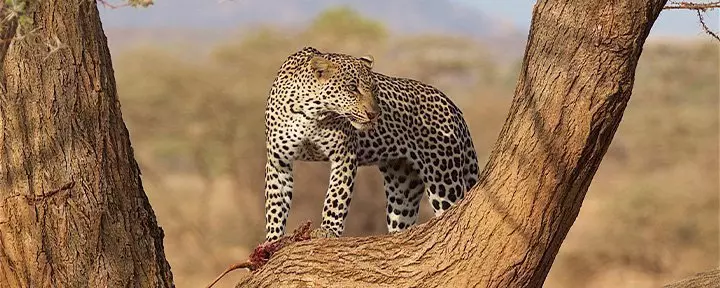 Leopard in einen Baum in Samburu, Kenia