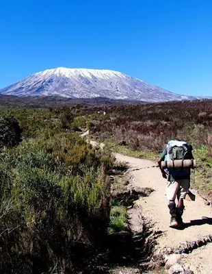 Wanderer auf dem Weg durch die Heidelandschaft bei der Besteigung des Kilimandscharos