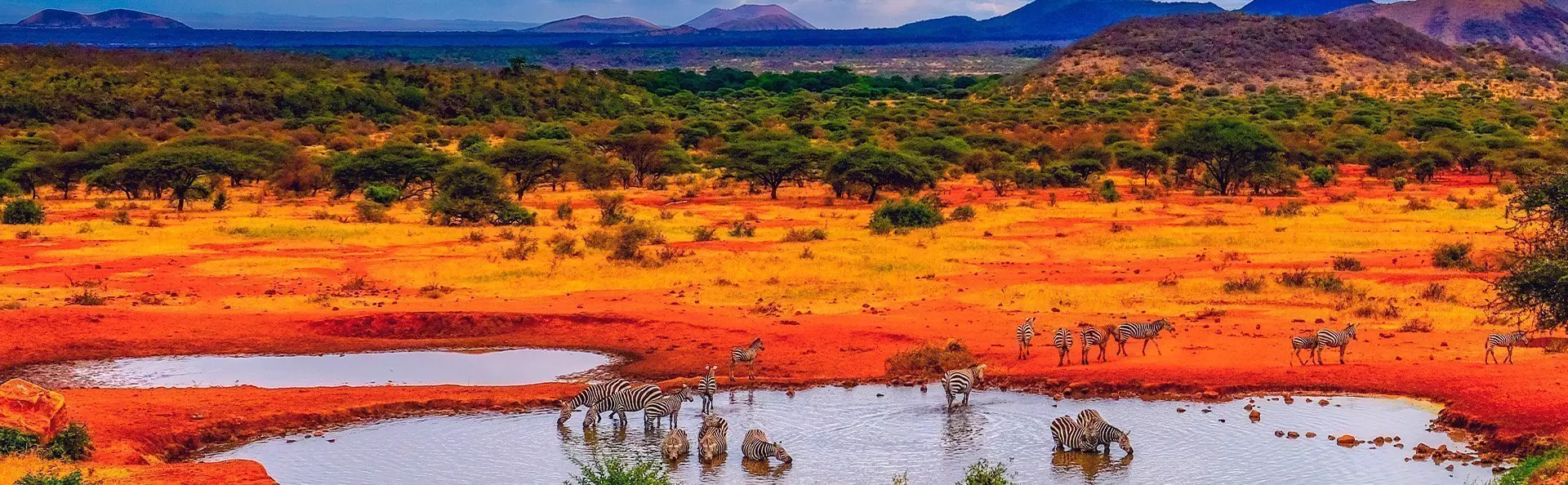 Zebras an einem See im Tsavo-Nationalpark, Kenia