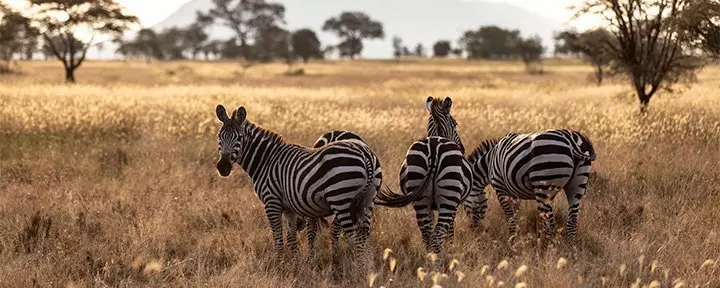 Zebras in der Serengeti-Savanne