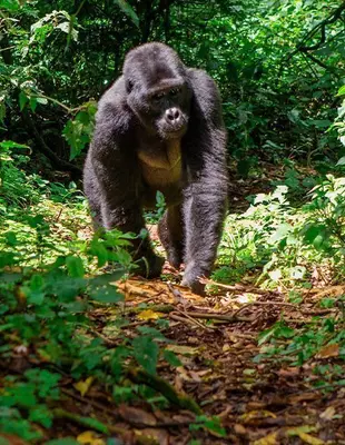 Männlicher Gorilla im tiefen Dschungel
