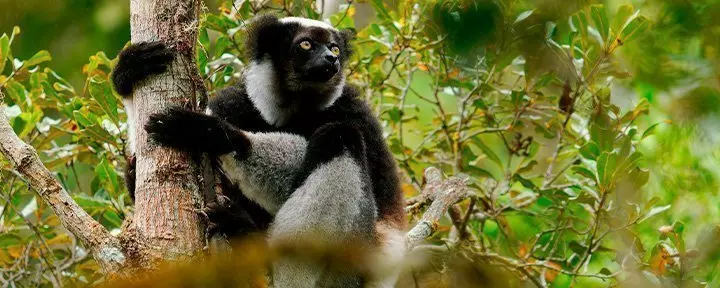 Indri-Lemur im Andasibe-Mantadia-Nationalpark in Madagaskar