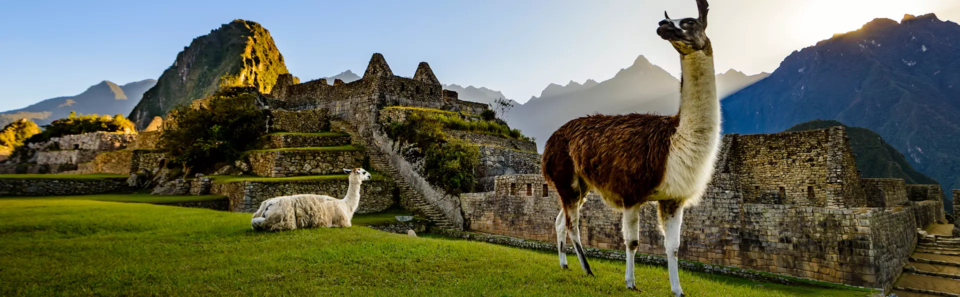 Zwei Lamas entspannen sich in der Nähe von Machu Picchu