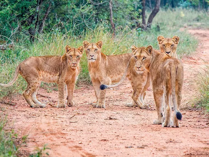 Eine Gruppe von Löwinnen im Kapama Private Game Reserve