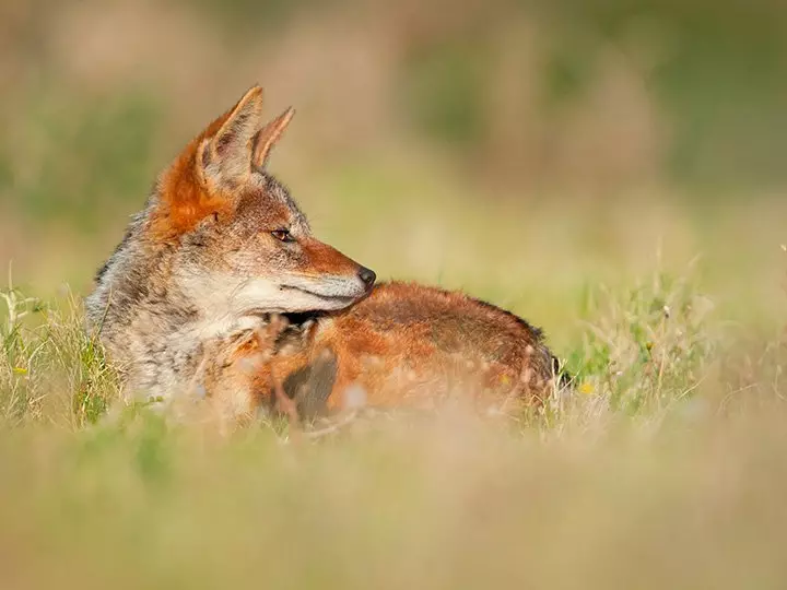 Fuchs liegt in der Kariega Game Reserve im Gras