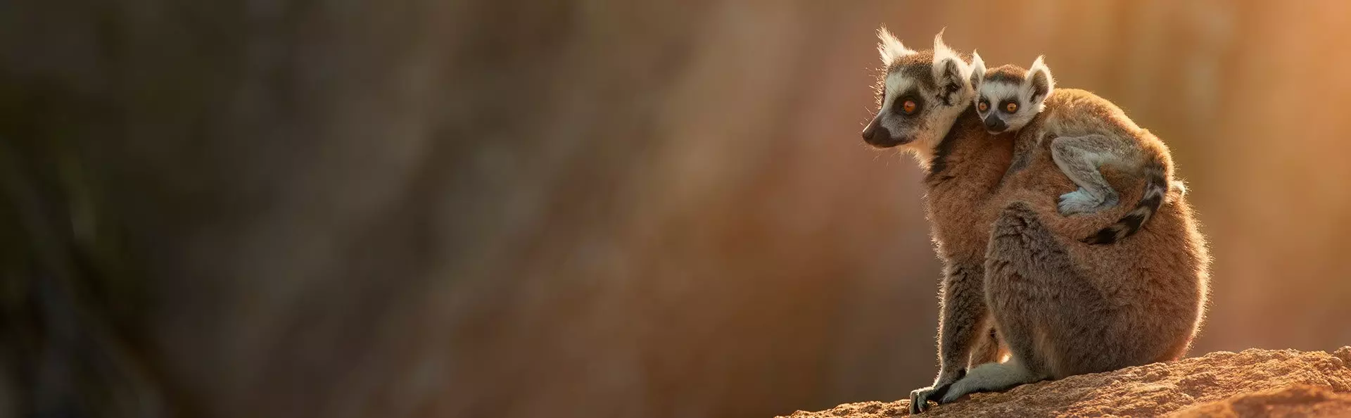 Kattalemur im Anja-Reservat in Madagaskar