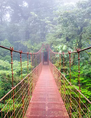 Hängebrücke im Regenwald von Monteverde