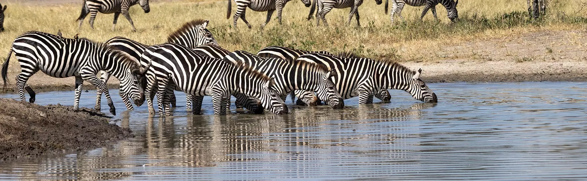Zebras beim Trinken am Fluss im Tarangire-Nationalpark, Tansania