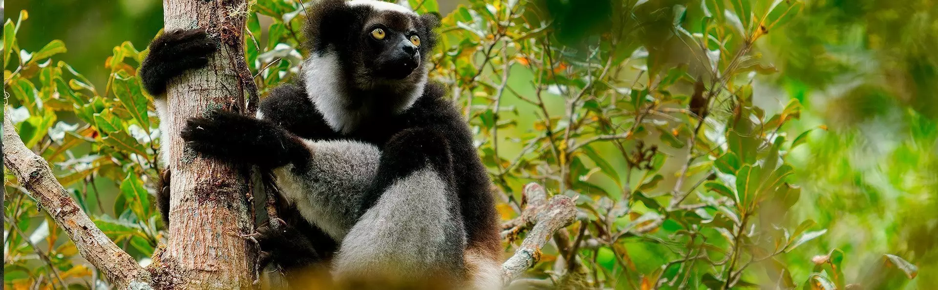 Indri-Lemur im Andasibe-Mantadia-Nationalpark in Madagaskar