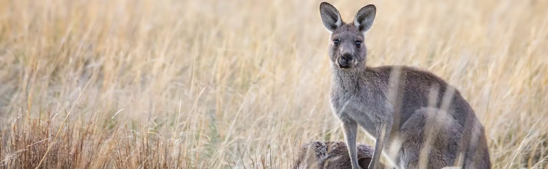 Känguru im Gras in Australien