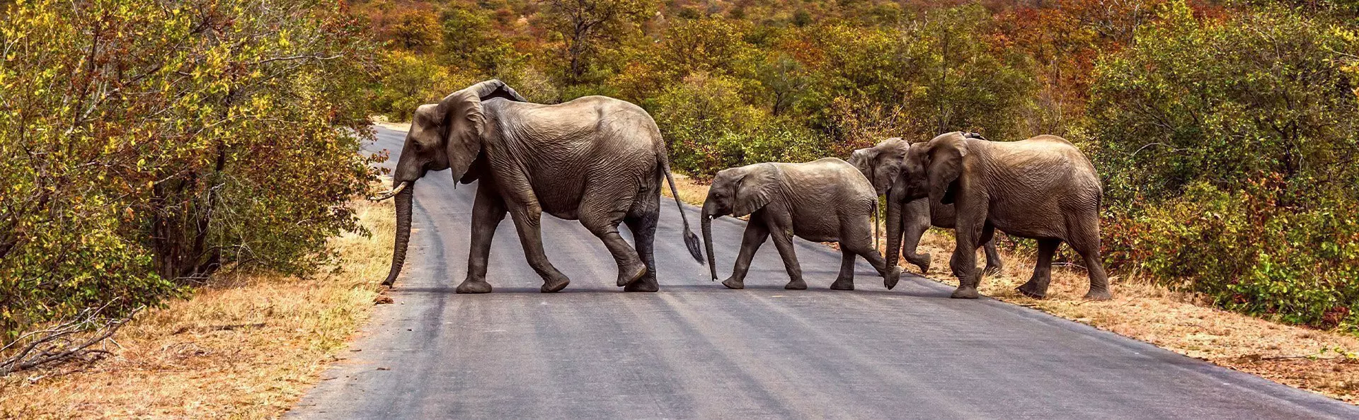 Elefantenfamilie überquert die Straße im Krüger-Nationalpark