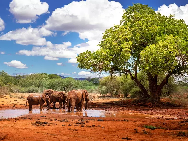 Elefanten an einem Wasserloch im Tsavo-Nationalpark, Kenia