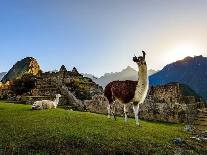 Zwei Lamas entspannen sich in der Nähe von Machu Picchu