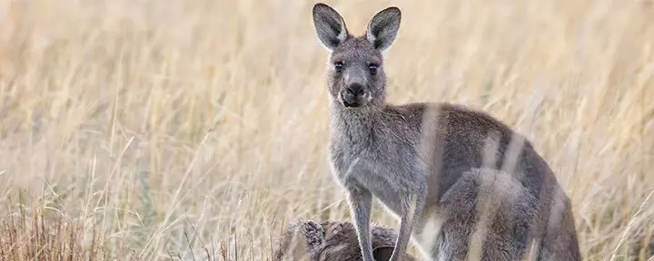 Känguru im Gras in Australien