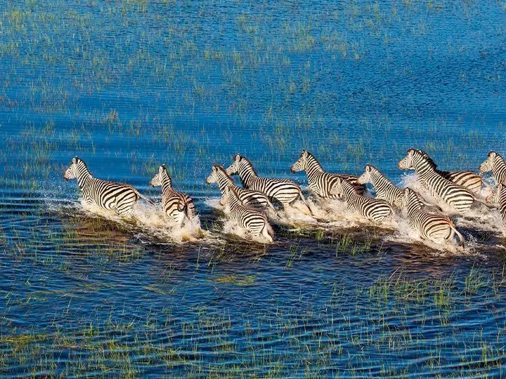 Zebras im Okavango-Delta in Botsuana