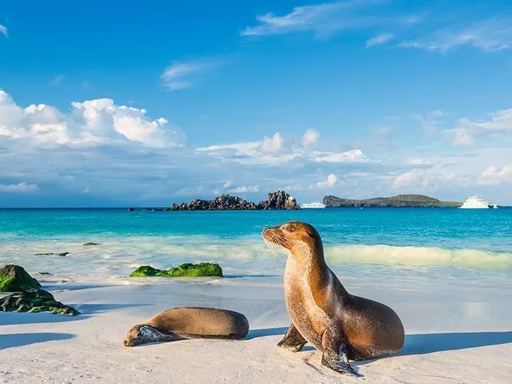 Galápagos-Seelöwen sonnen sich im Abendlicht am Strand der Insel Espanola, Galapagosinseln