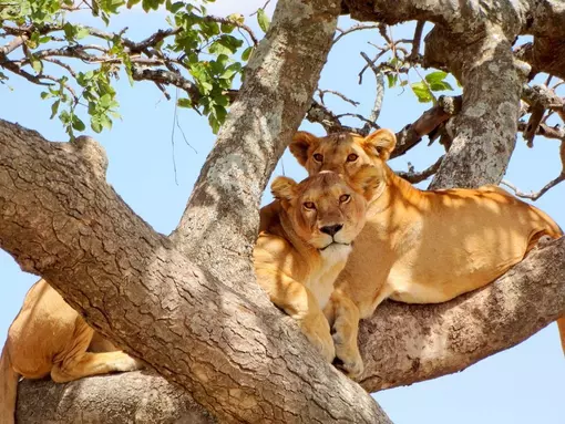 Erleben Sie die in Bäume kletternden Löwen im Lake-Manyara-Nationalpark