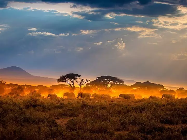 Elefanten schreiten in der Masai Mara gemeinsam in den Sonnenuntergang