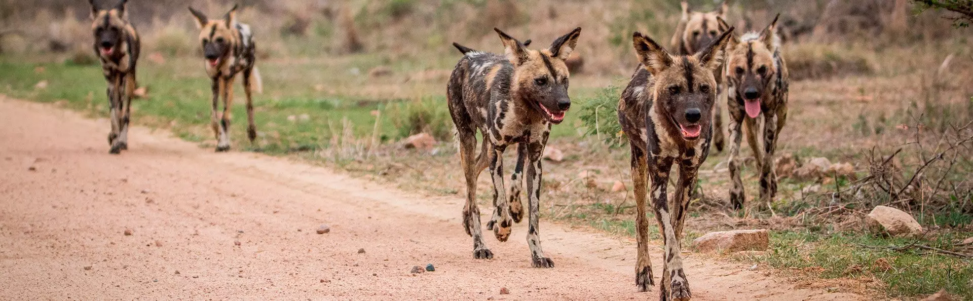Wildhunde im Krüger-Nationalpark