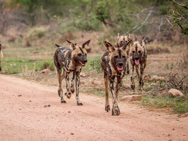 Wildhunde im Krüger-Nationalpark