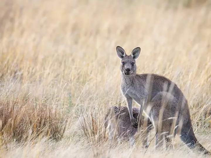 Känguru im Gras in Australien
