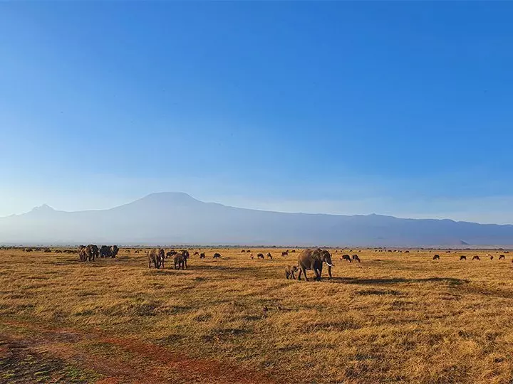 Elefanten im Gänsemarsch im Amboseli-Nationalpark, mit dem Kilimandscharo im Hintergrund