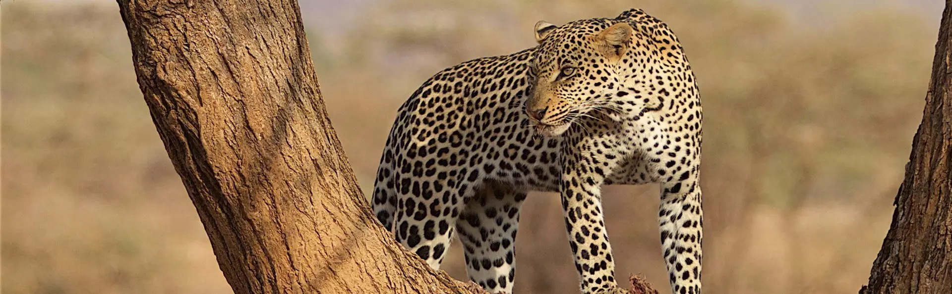 Leopard in einen Baum in Samburu, Kenia