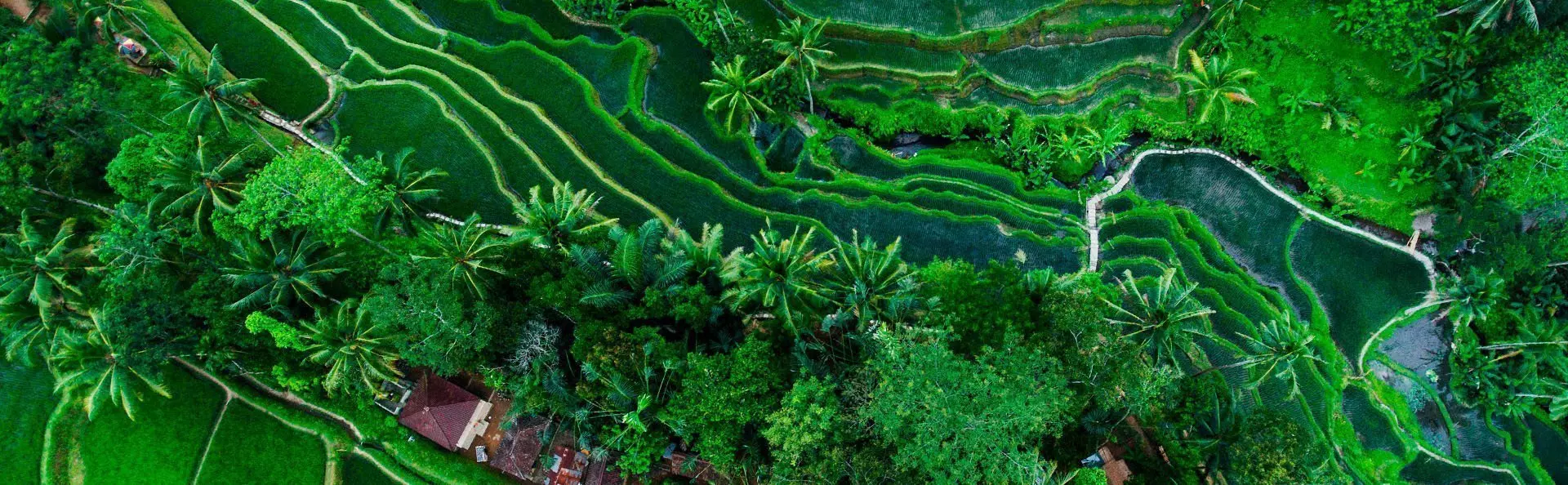 Weinfeld in Tegallalang auf Bali, Indonesien