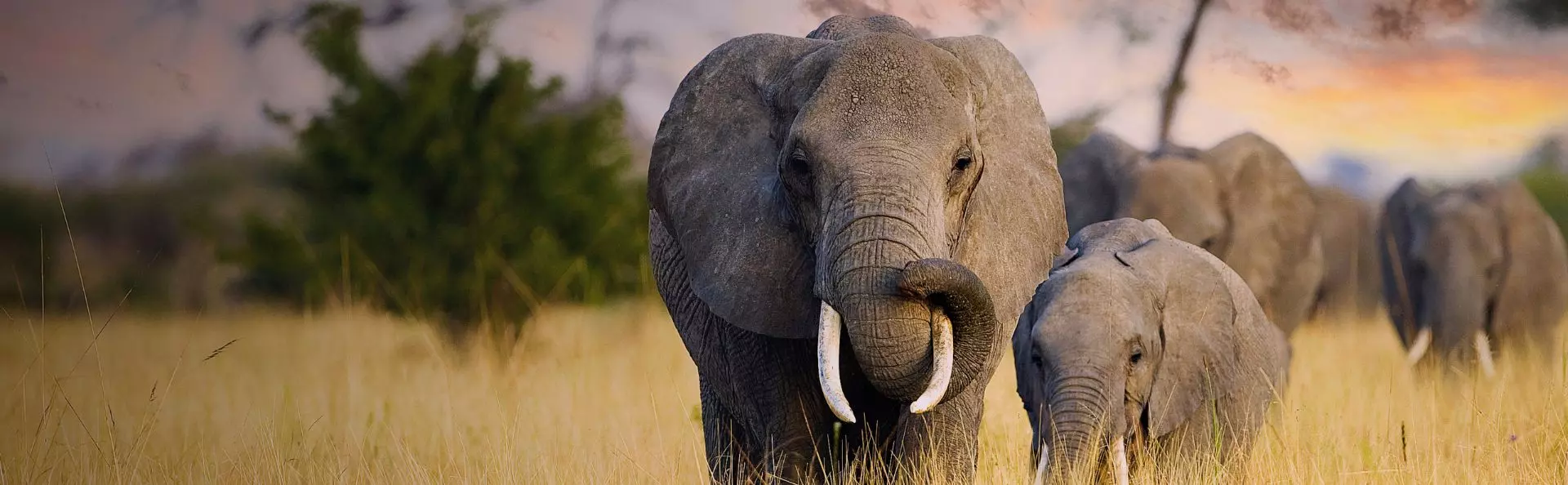 Safari reisen in Afrika