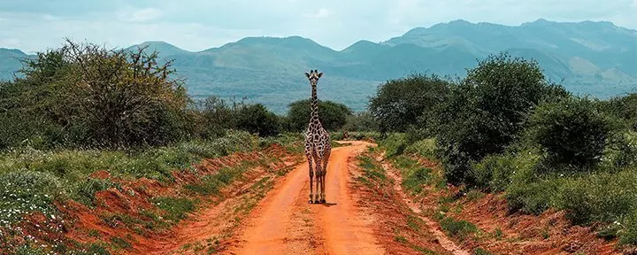 Eine einsame Giraffe steht auf einer unbefestigten Straße in Tsavo, Kenia