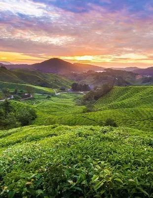 Sonnenuntergang über einer Plantage in den Cameron Highlands, Malaysia