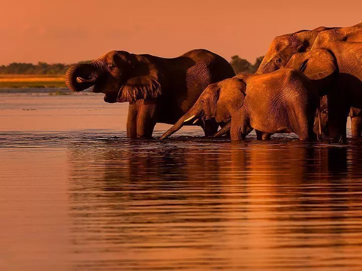 Elefanten bei Sonnenuntergang am Fluss Chobe in Botswana
