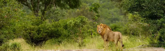 Der Löwe schaut in die Kamera
