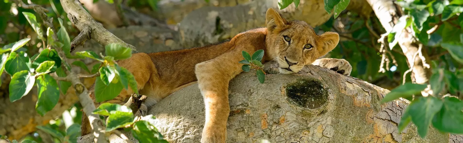 Löwenbaby in einem Baum in Uganda