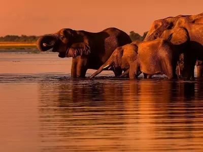Elefanten bei Sonnenuntergang am Fluss Chobe in Botswana