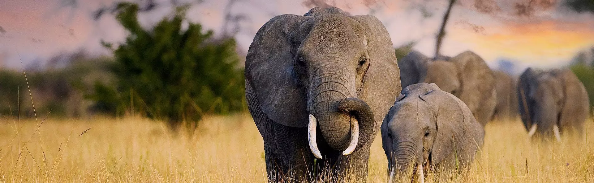 Elefanten spazieren im Sonnenuntergang in der Savanne