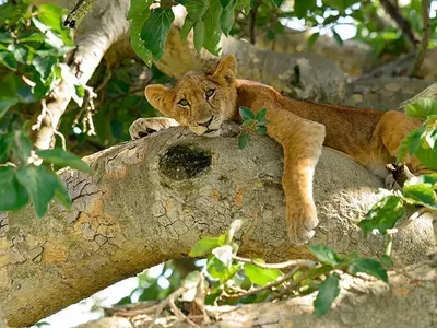 Löwenbaby in einem Baum in Uganda