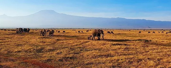 Elefanten im Gänsemarsch im Amboseli-Nationalpark, mit dem Kilimandscharo im Hintergrund
