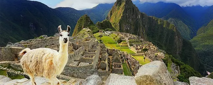 Lama am Aussichtspunkt Machu Picchu in Peru