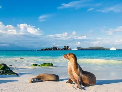 Galápagos-Seelöwen sonnen sich im Abendlicht am Strand der Insel Espanola, Galapagosinseln